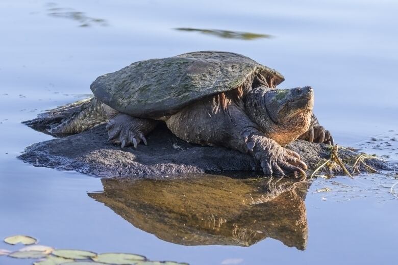 Large Common Snapping Turtle (Chelydra serpentina) basking on a rock