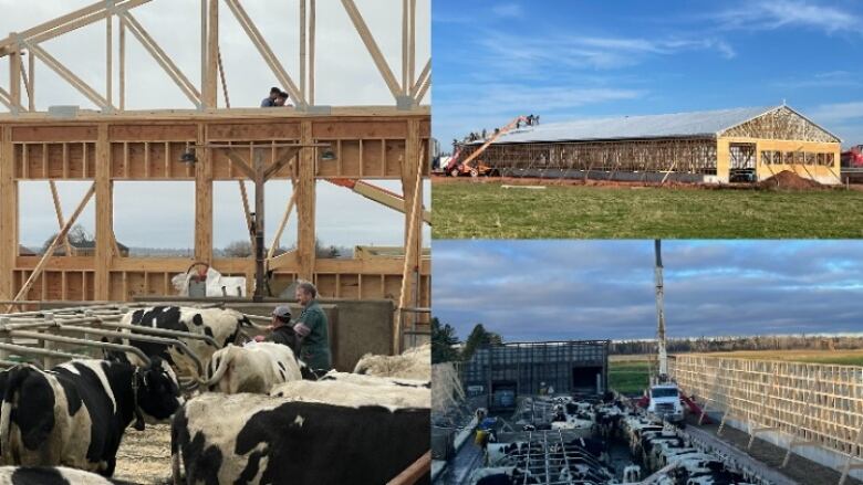 A collage shows the reconstruction of the Tiny Acres Holsteins barns. Cows remain in their stalls while workers and cranes stand up framed walls around them.