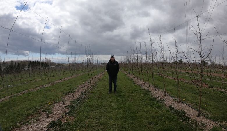 Fruit tree grower Geoff Boyles stands amongst his rows of apple trees. To his right, many trees are still standing. On the left, many are gone, their stumps still visible. 