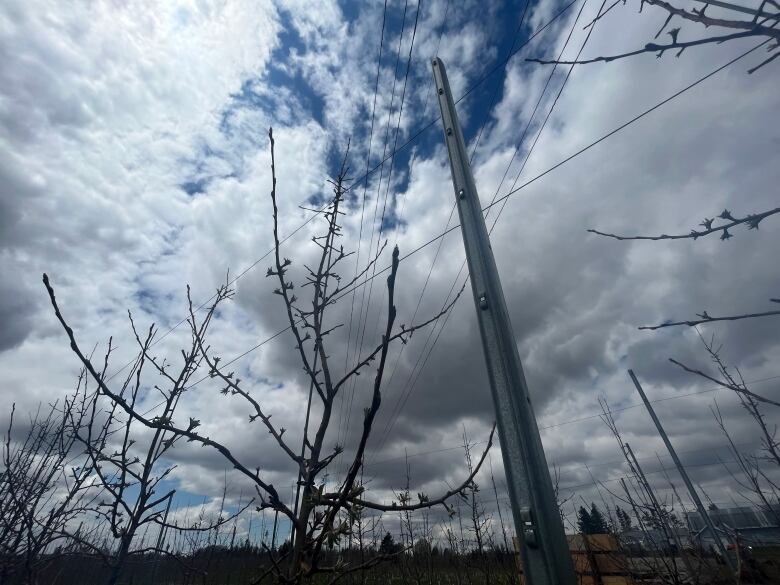 Budding apple trees stand between metal posts, all attached by wires. The background shows other rows of trees with the same trellis system.