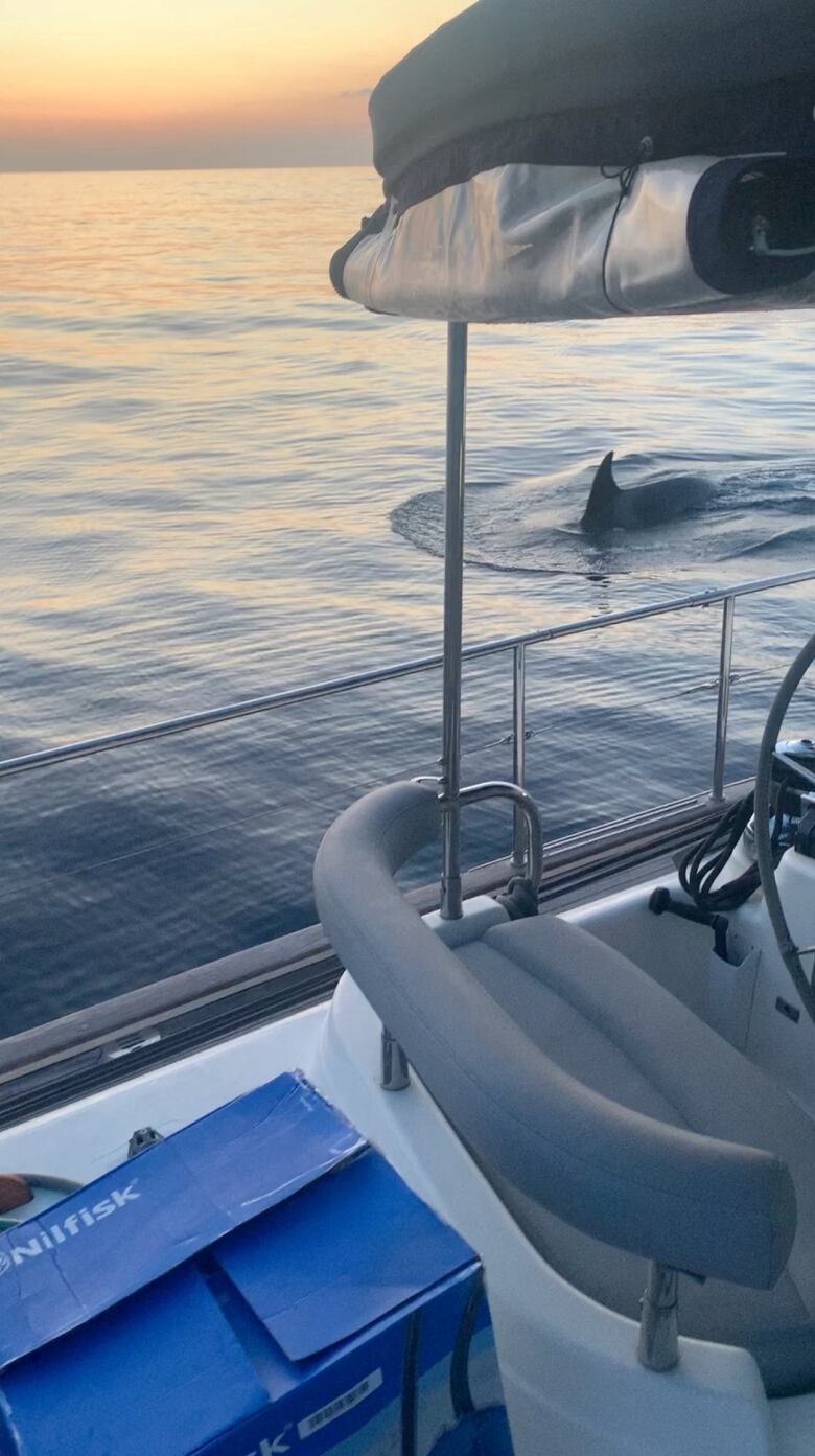 A whale's dorsal fin appears in the water, seen from the deck of a nearby boat.