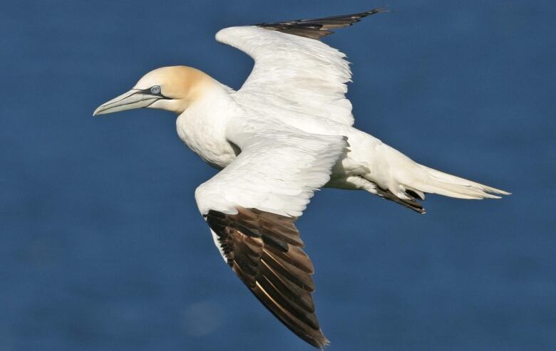 A white bird with a yellowish head mid-flight