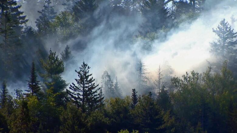 tall evergreen surrounded by white smoke, rising from the ground 