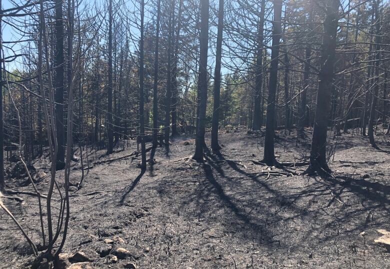 A blackened out forest after a forest fire. 