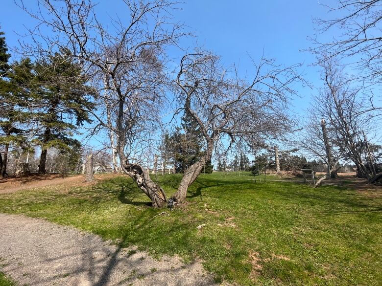 An apple tree stands in a recently cleared area. There are two visible stumps where neighboring trees once stood, as well as limbs scattering the ground.