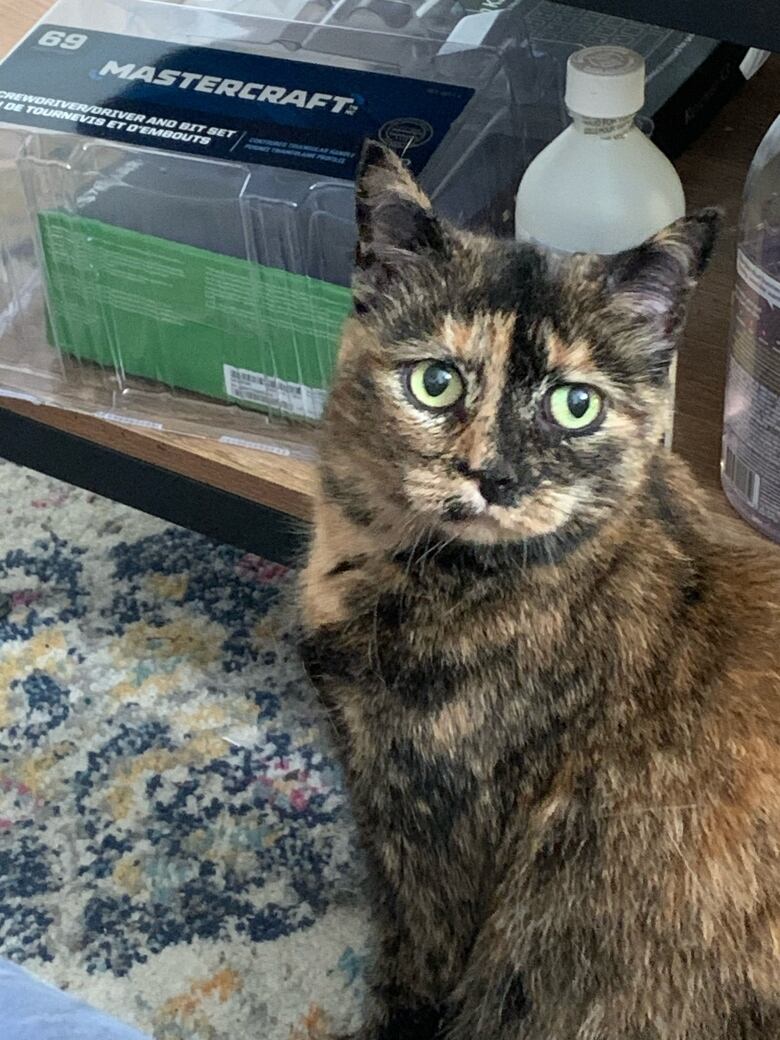 A brown and black calico with bright greenish, yellow eyes sits and looks at the camera. 