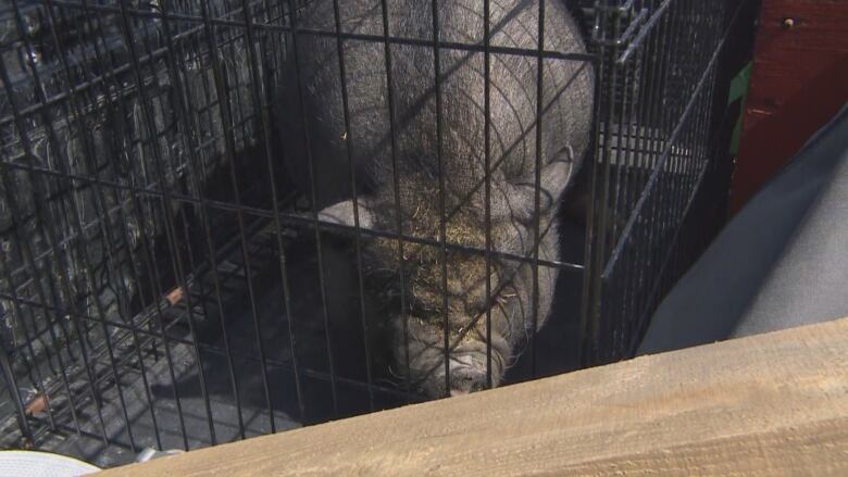 A black/brown potbelly pig sits in a crate. 