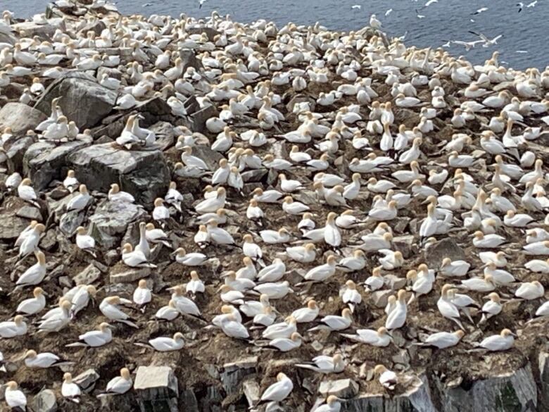 Birds gather on a coastal cliffside.