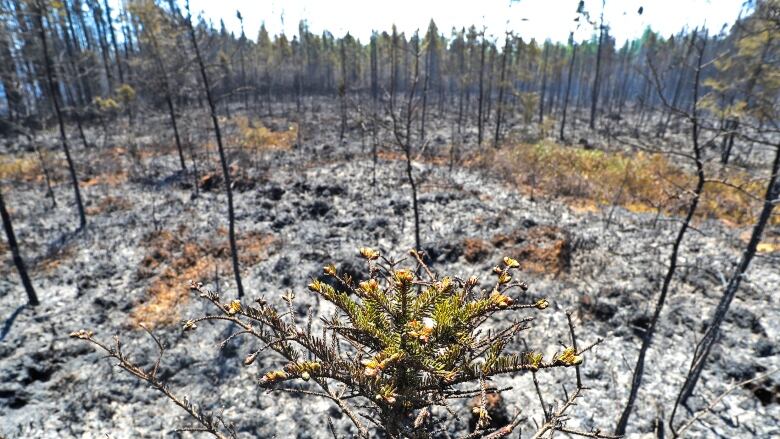 A tree with a bit of green and some buds is visible in the foreground, as a burnt-out forest is seen behind it.