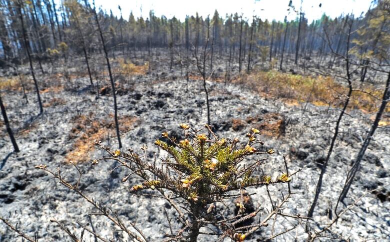 A tree with a bit of green and some buds is visible in the foreground, as a burnt-out forest is seen behind it.