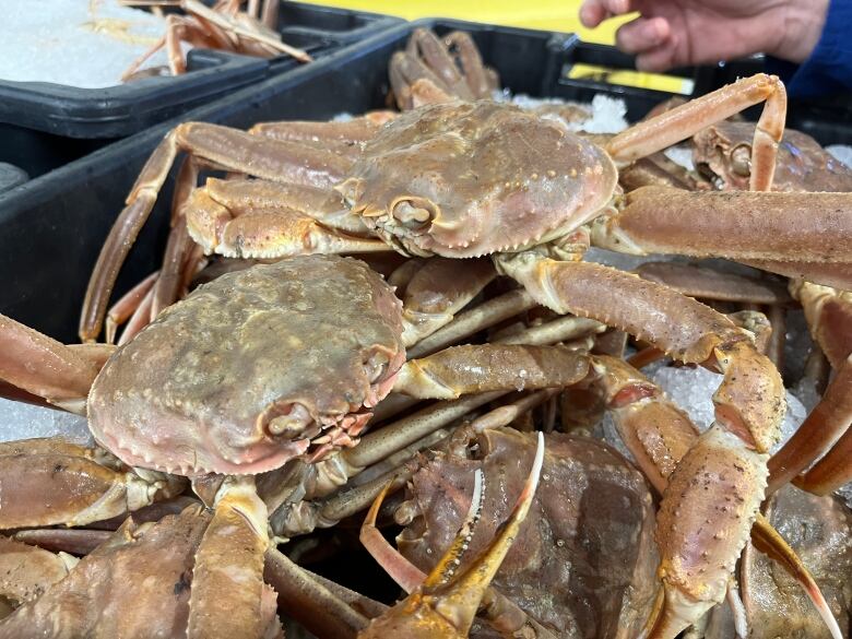 image of crab piled on top of each other in a crate