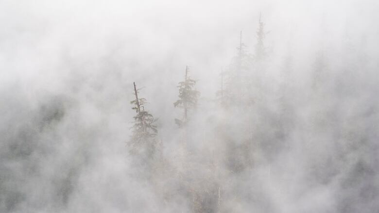 The tops of old growth trees are seen among the clouds in the Fairy Creek logging area near Port Renfrew, B.C. Tuesday, Oct. 5, 2021.  