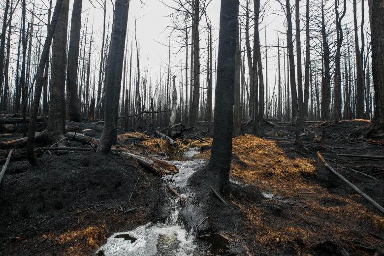 Water streams between charred trees.