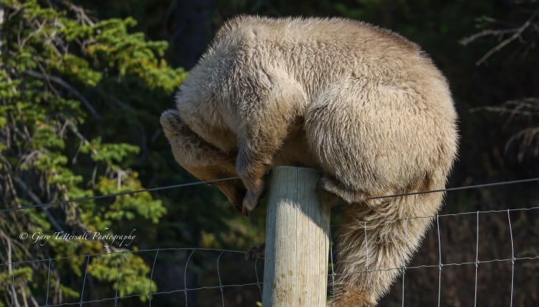 A white bear climbs a fence