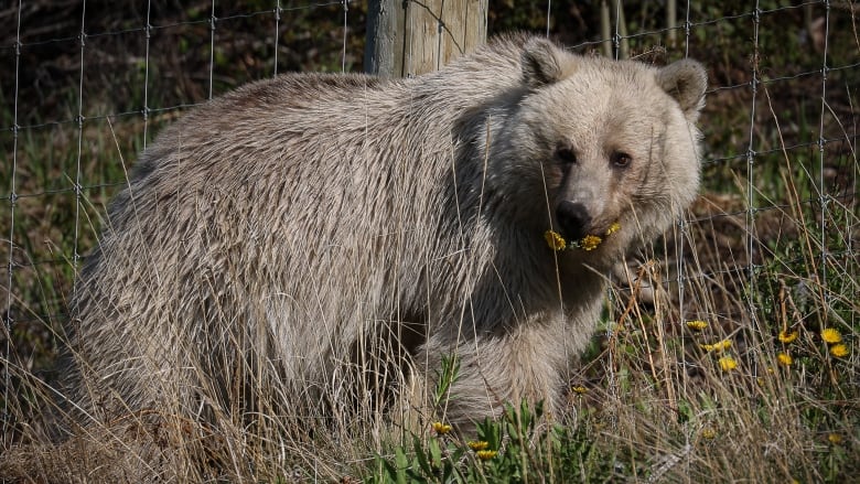 A white bear is pictured