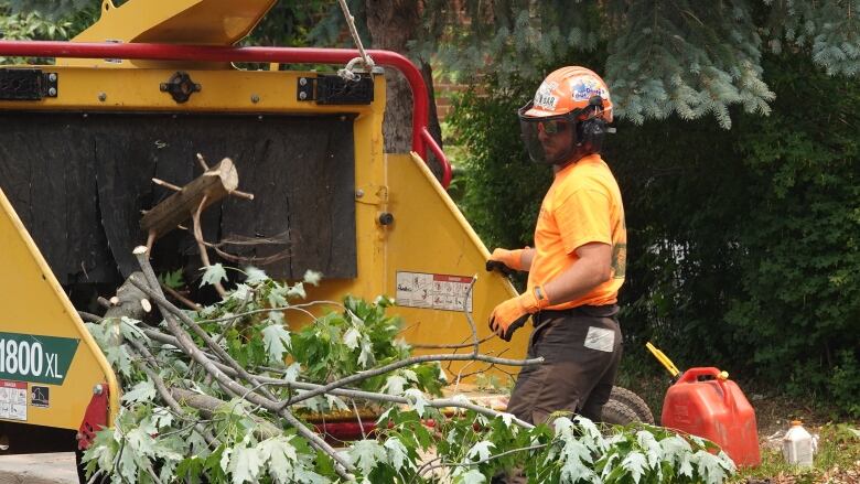 A worker mulches branches during a tree removal operation in Ottawa.