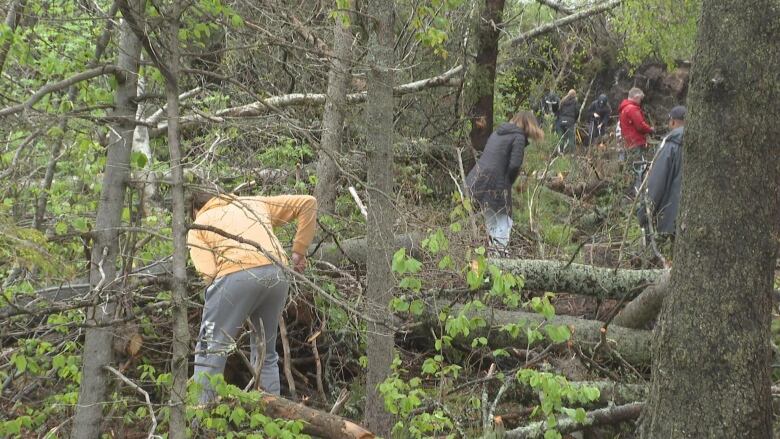 Young people are dispersed in the trees, digging holes to plant trees.