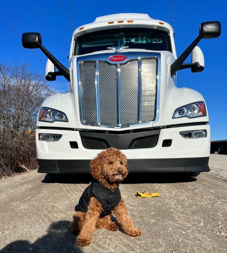 A small red poodle in a black jacket sitting in front of a transport truck