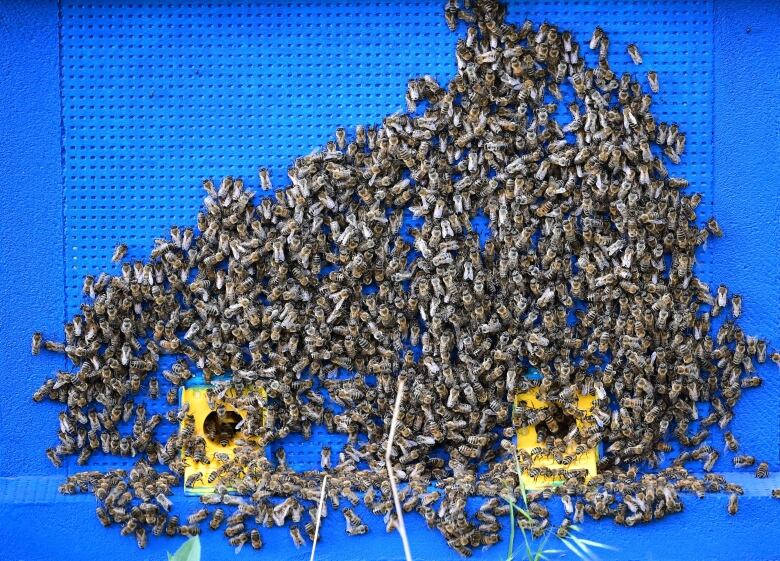 A bunch of bees gather around two yellow boxes on a blue wall.