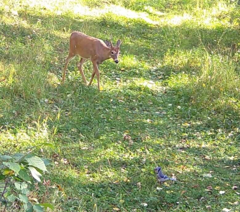 A deer looks at a blue jay in a green clearing at the JBJ Conservation Land