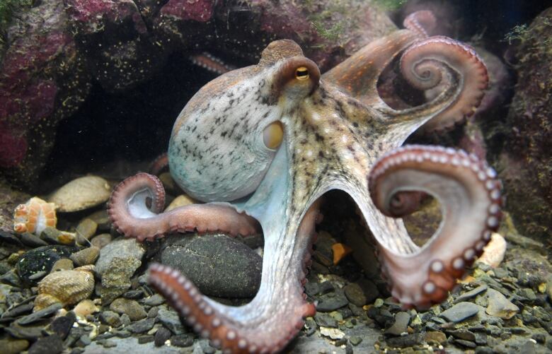 An octopus with a white coloured body that has some black and brown spots and red-tinted legs is at the bottom of an aquarium.