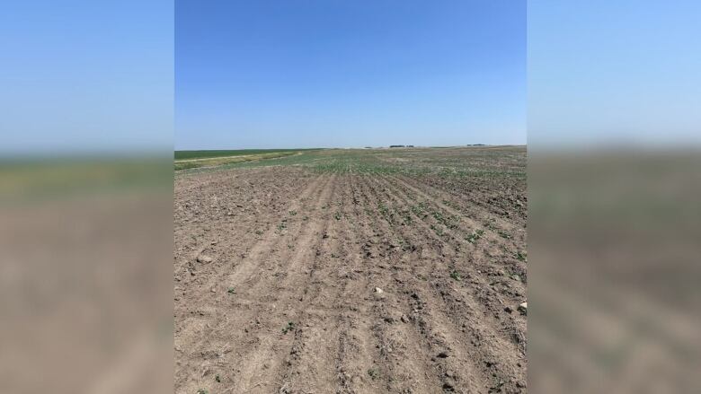 A field of dirt is pictured.