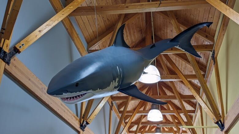 A shark sculpture hangs from the ceiling.