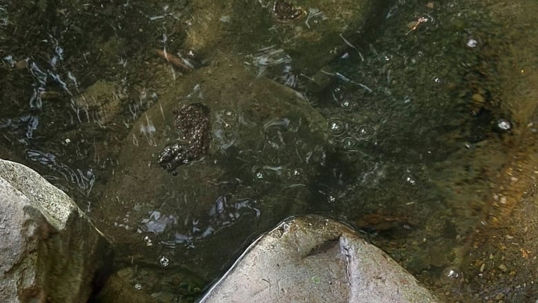 A body of water with what looks like fine blades of grass on top of it.