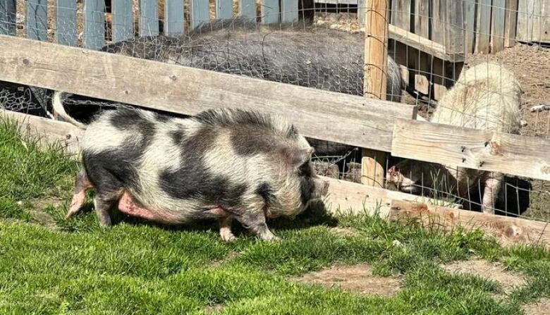 A black- and white-spotted pot-bellied pig walks in the grass along a fenced enclosure. 