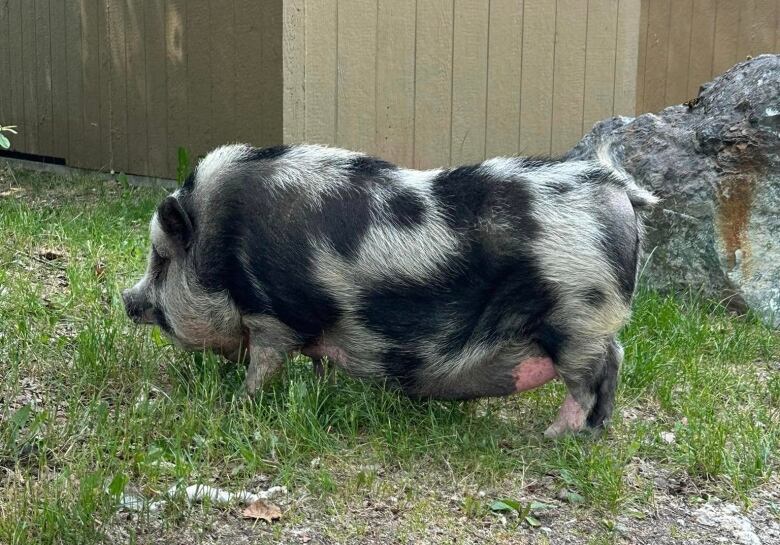 A black- and white-spotted pot-bellied pig walks next to a washroom at a rest stop.