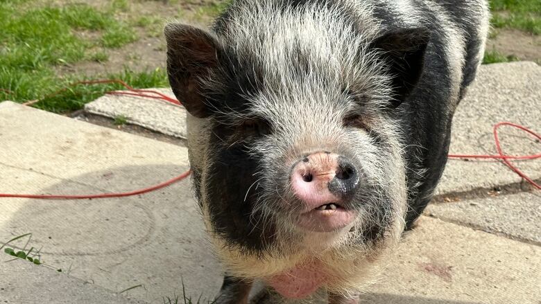 A pig looks at the camera.