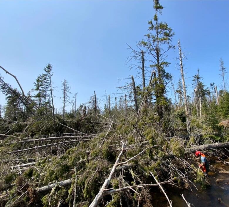 A forest of downed trees, mostly spruce.