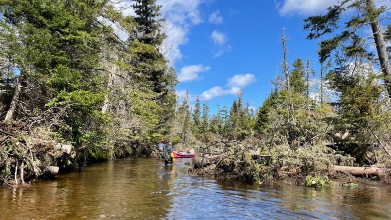 A tree down blocking most of the Morell River.