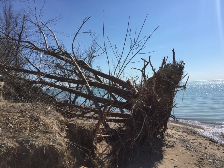 An uprooted tree on sandy beach in front of a lake