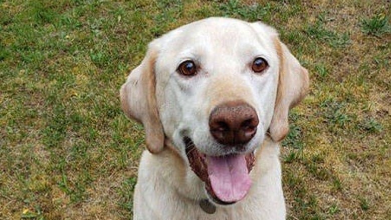 Yellow Labrador Hugo in a field looking happy and healthy.