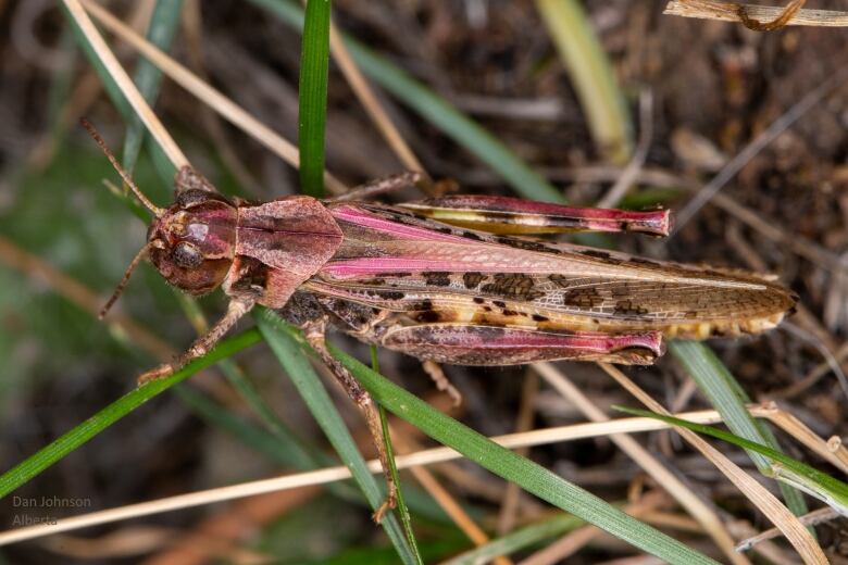 A grasshopper with brown and reddish colouring sits on some blades of grass.