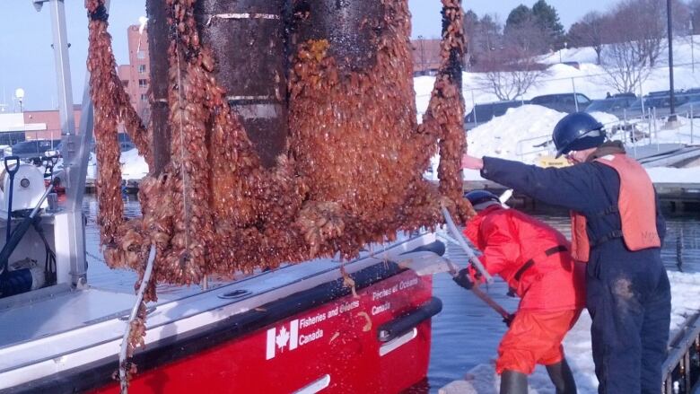 brown, slimy mounds cover a piece of equipment on a red vessel.