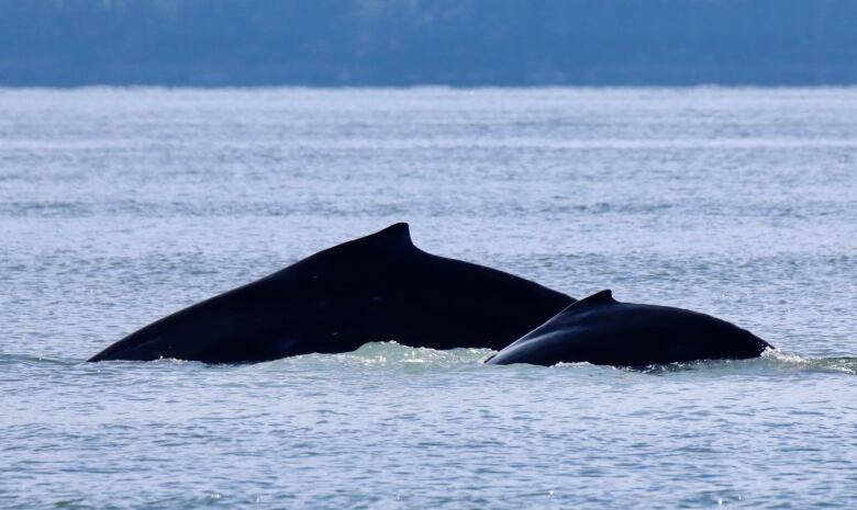 An orca with only its dorsal fin showing swims next to her calf, showing a much smaller dorsal fin in relatively calm ocean waters.