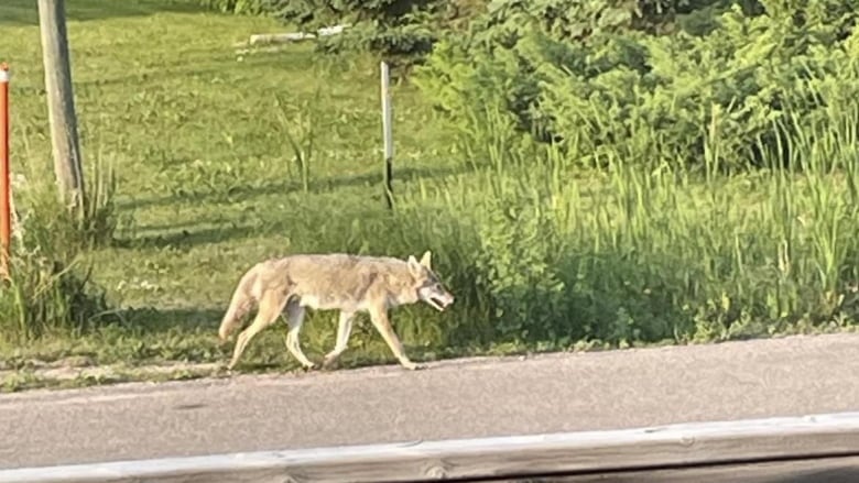 A coyote walks along a road.