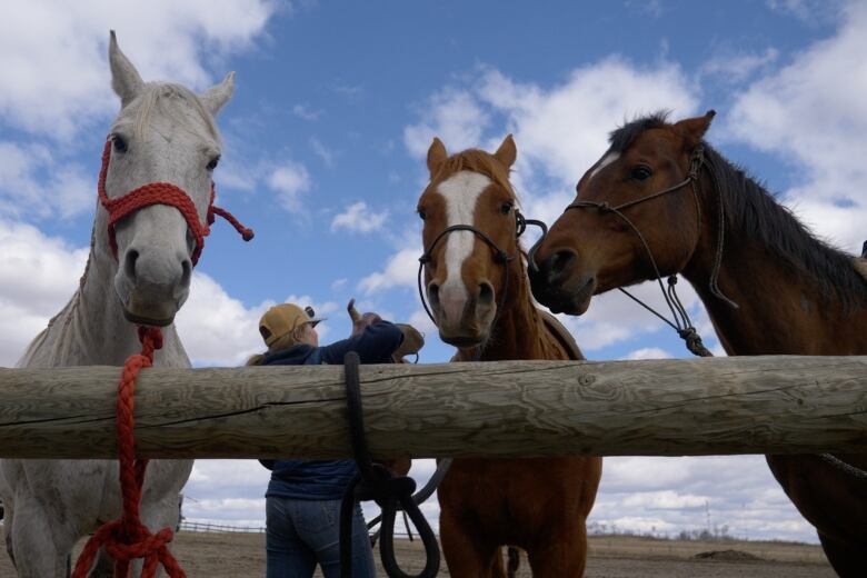 The twins were gifted their first horse from a neighbour. After that, they worked together to learn to ride and compete.