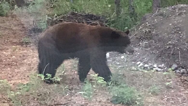 A black bear seen through a window.