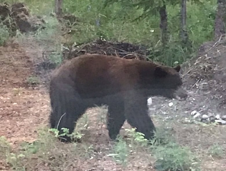 A black bear seen through a window.