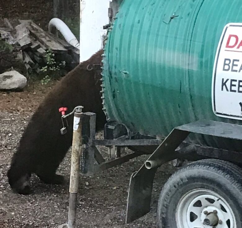 A bear stands on its hind legs, peering into a mobile bear trap.