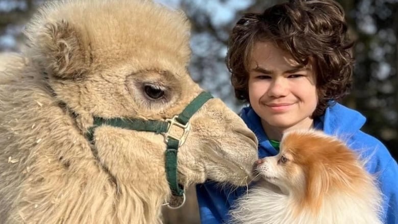 A boy sits on a fence holding a small dog, and a camel in the pasture behind the fence poses near them.