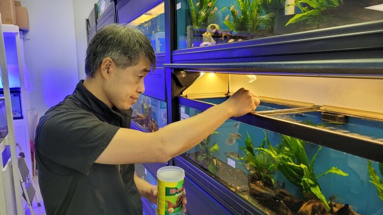 A man is shown feeding tropical fish in a tank lit up by an overhead light. Fish are swimming around green plants.