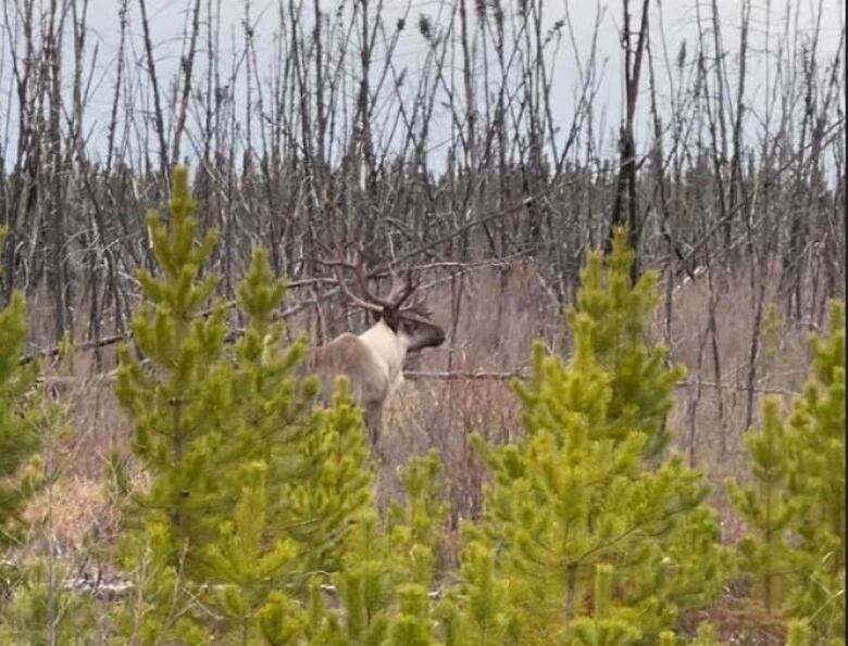 A caribou stands behind small evergreen trees with dried branches in the background. 