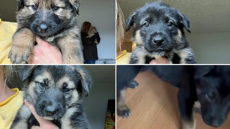 A composite image shows four side-by-side photos of four German shepherd puppies.