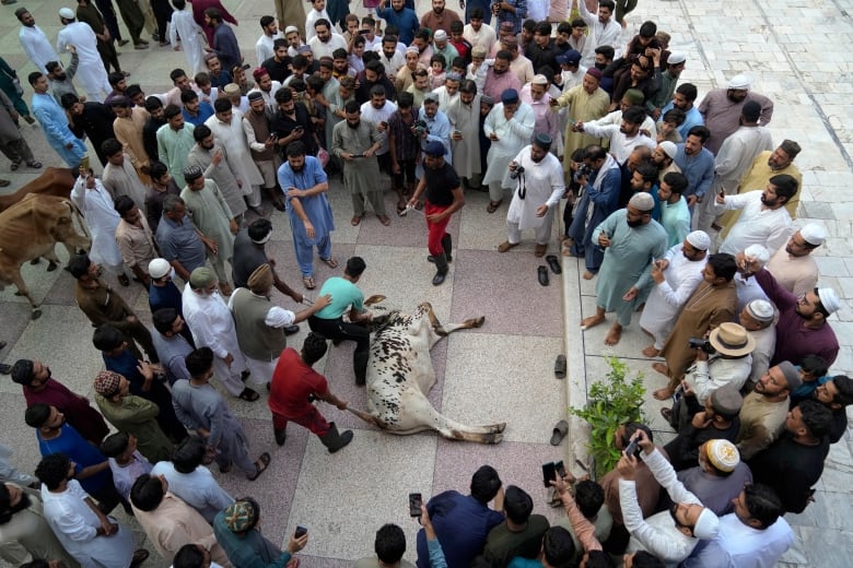 People gather around a Bull to slaughter it to celebrate Eid in Pakistan.