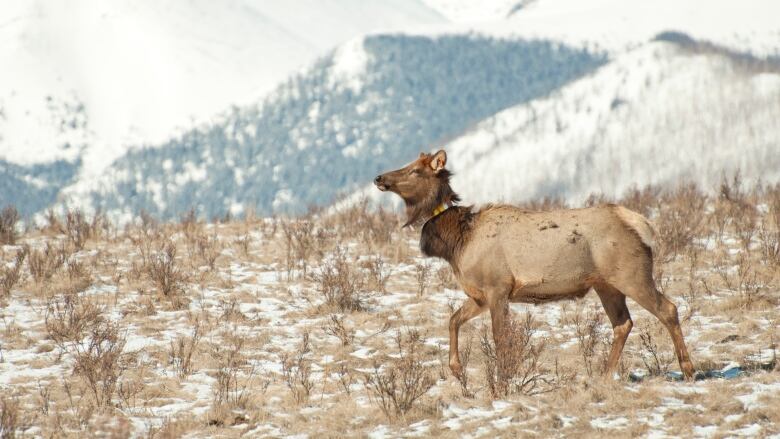 An elk stands before a mountain. 