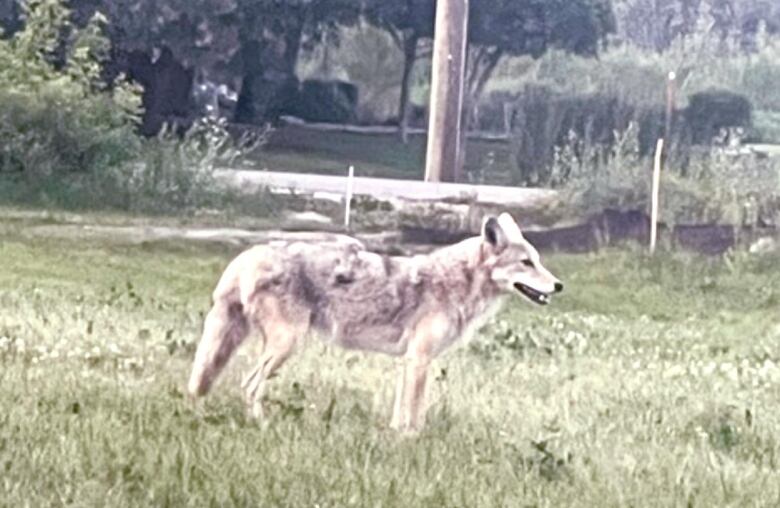 A coyote stands with its mouth open in a grassy field.